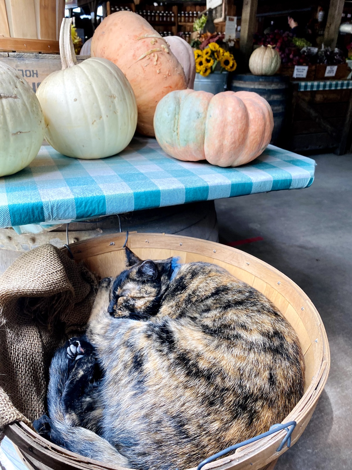 Avila Valley Barn fall cat