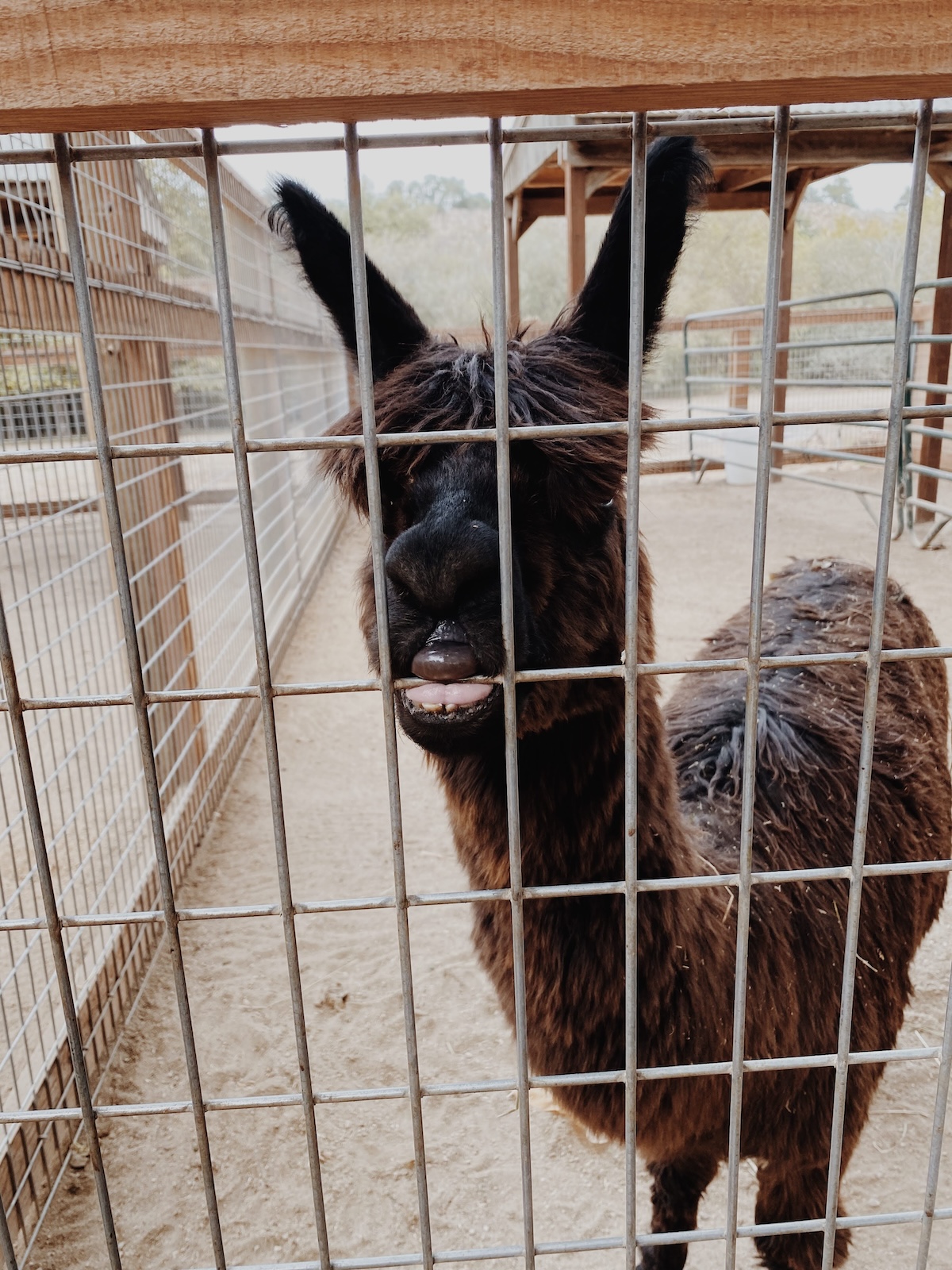 Avila Valley Barn petting zoo 1