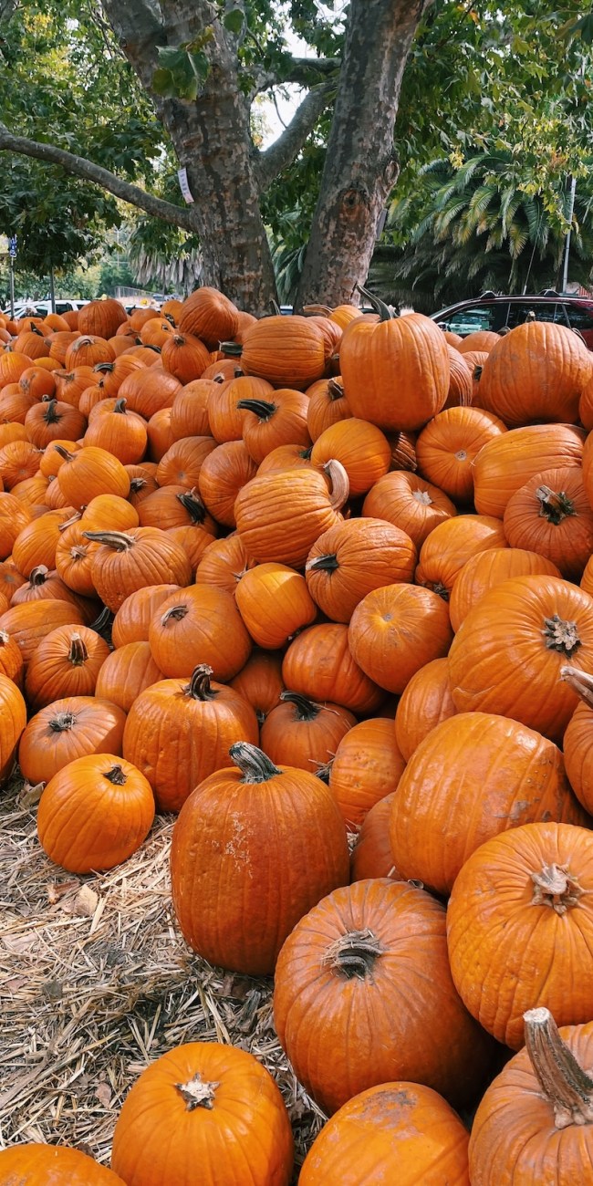 Avila Valley Barn pumpkin patch 1