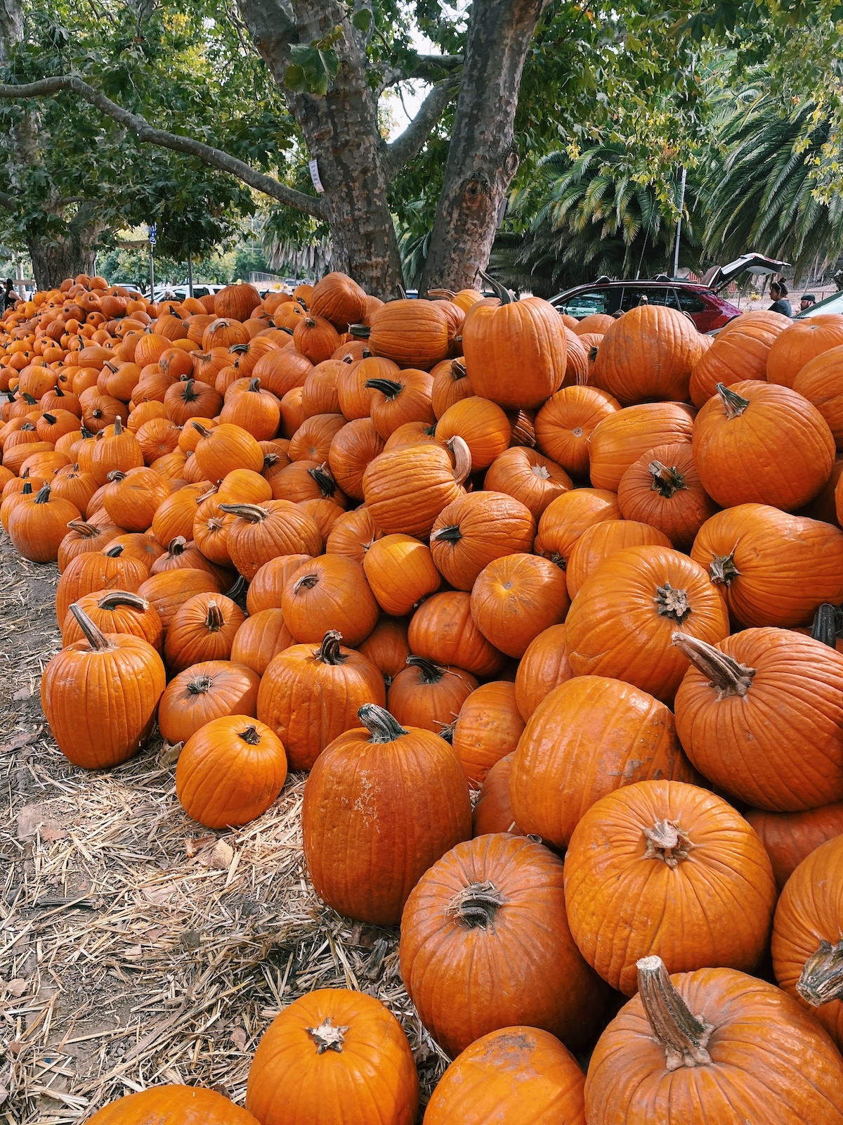 Avila Valley Barn pumpkin patch 1