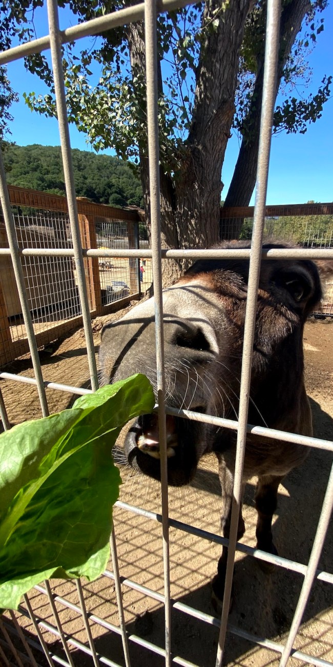 Avila Valley Barn petting zoo 2