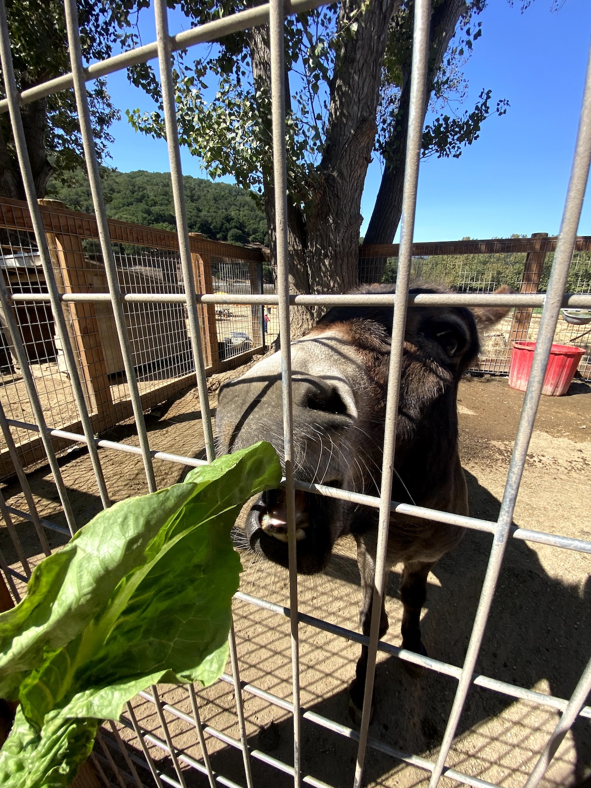 Avila Valley Barn petting zoo 2