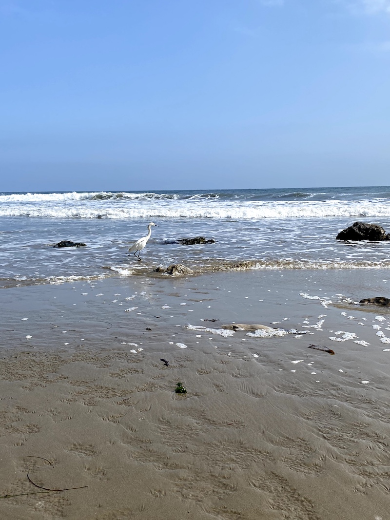 Hendrys Beach Santa Barbara 1