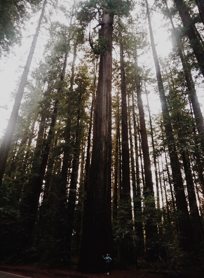 Mendocino