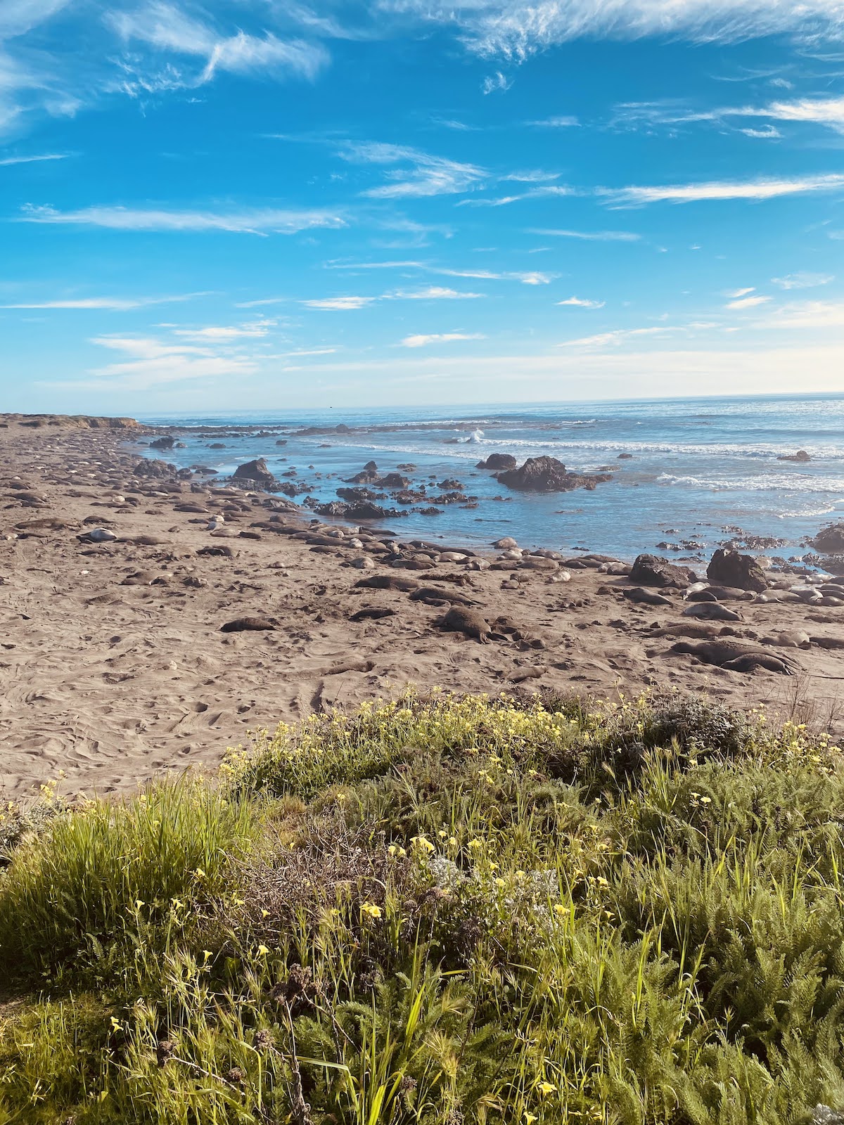 Seals in Cambria