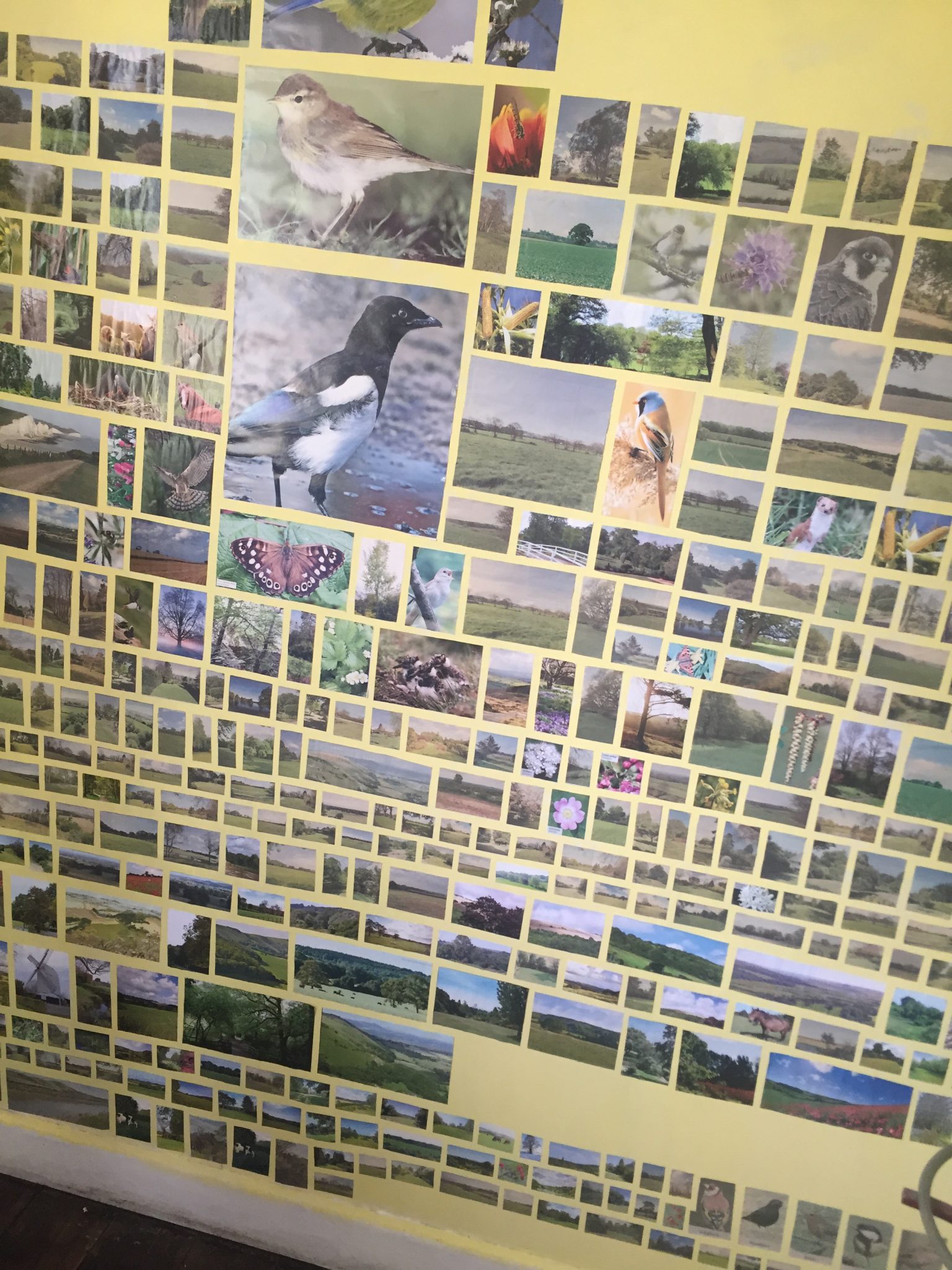 Image of walls covered with small pictues of birds cut out of magazines