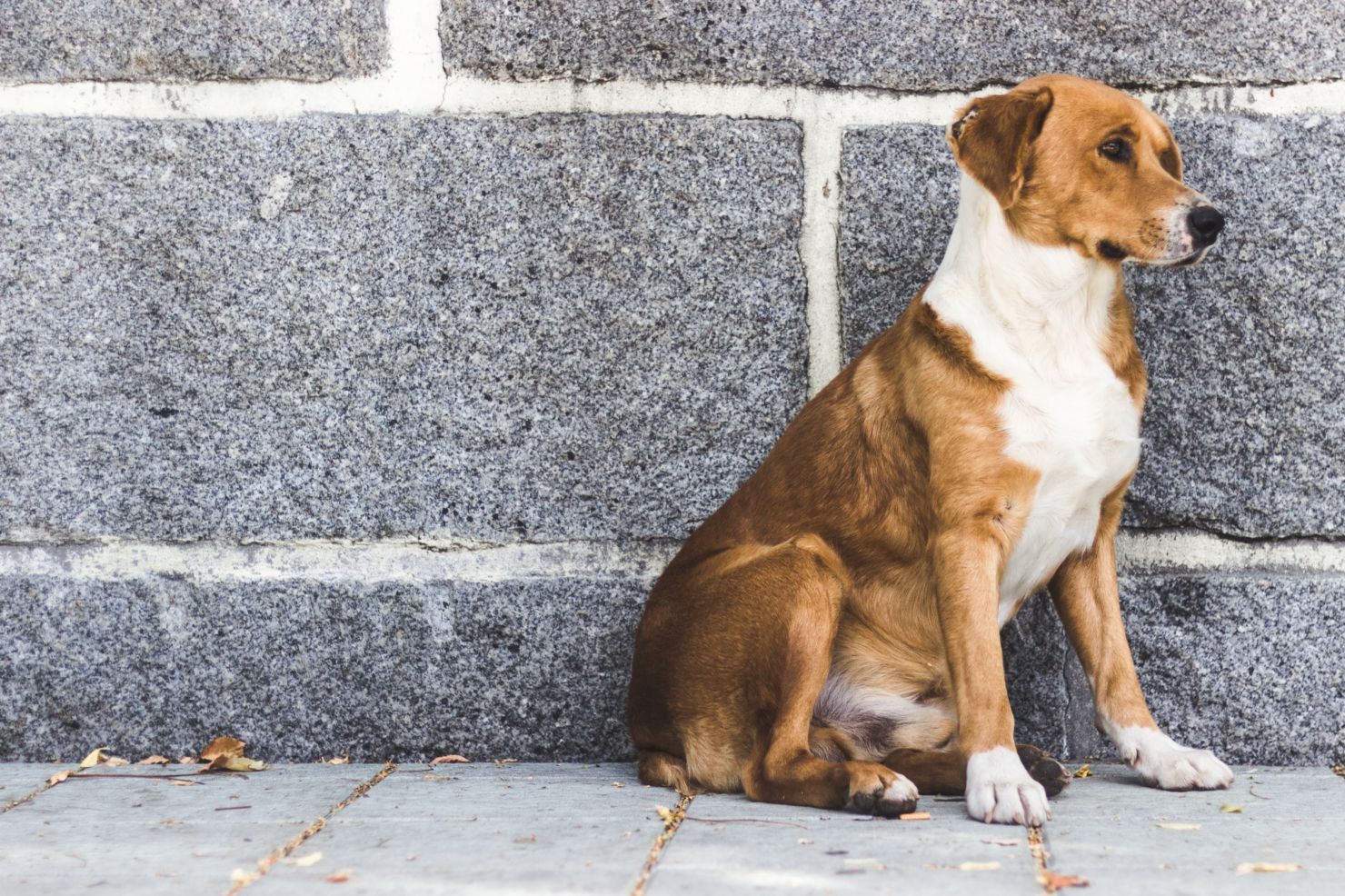 Qué hacer si encuentras un perro abandonado en la calle