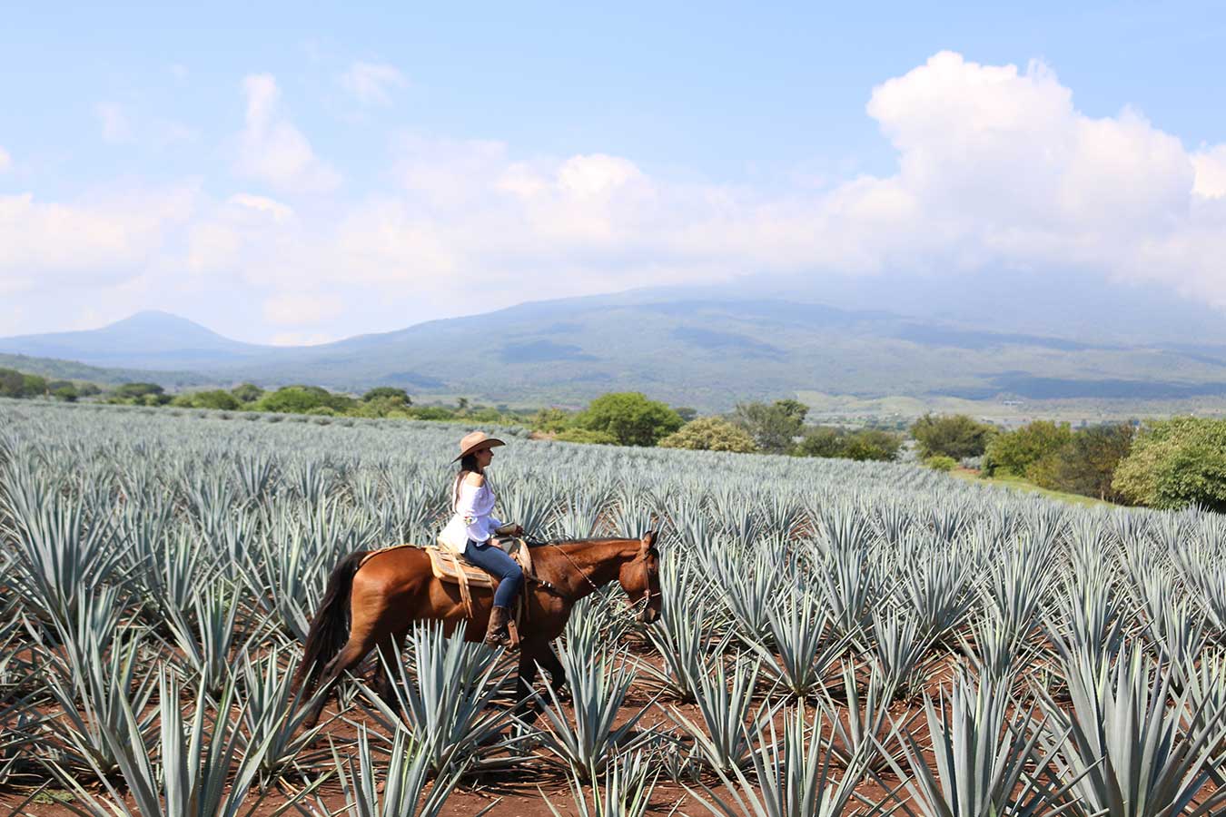 Tequila se convierte en el primer destino turístico inteligente de México y América Latina