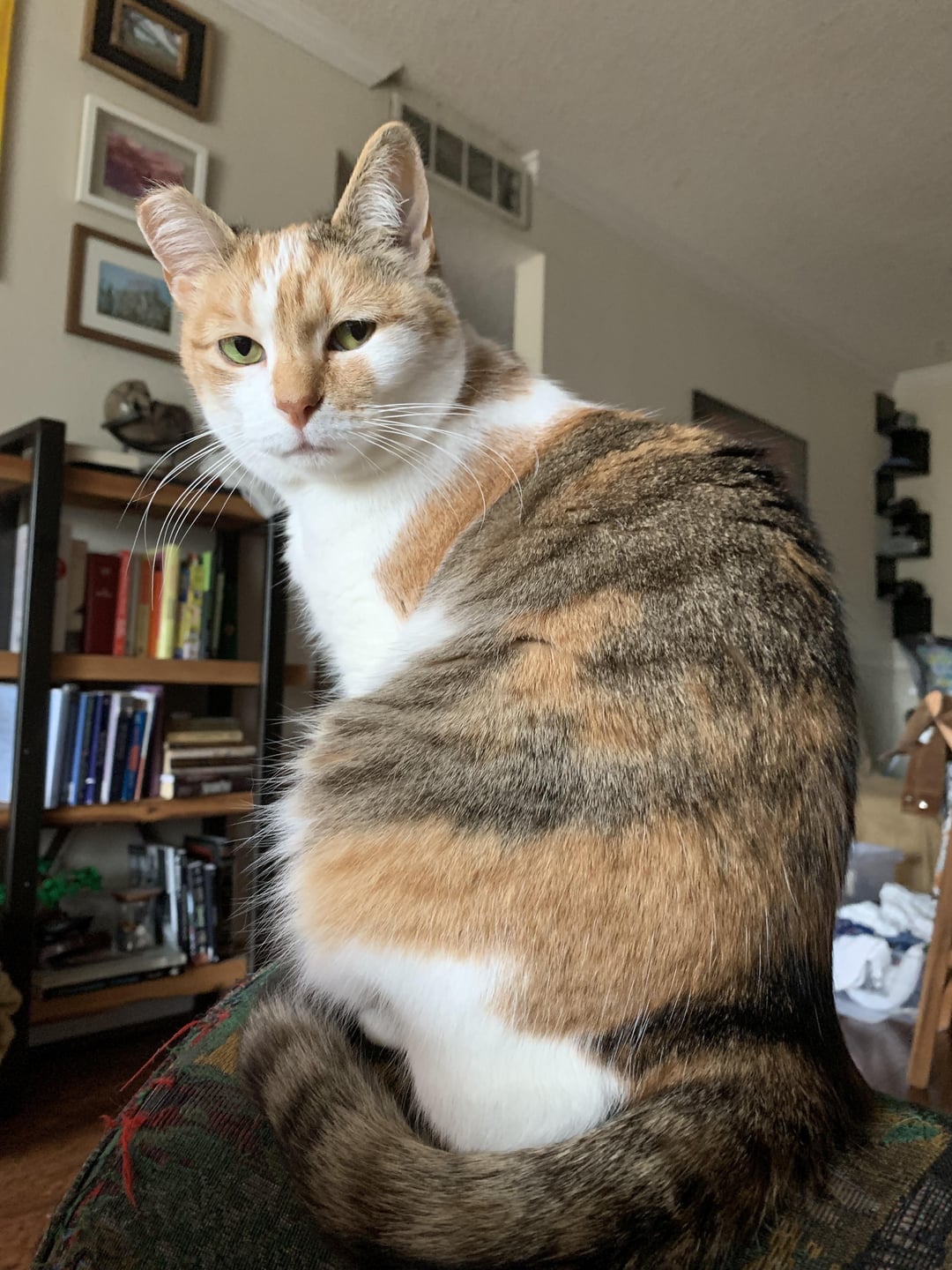 Calico Tabby Cat