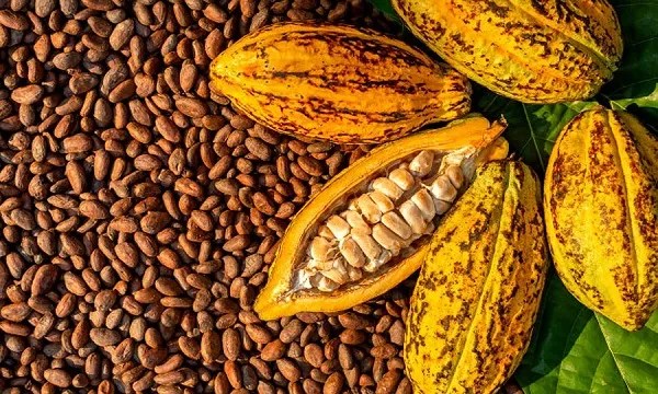 CMC Expands 24-Hour Operations to Speed Ghana Cocoa Exports