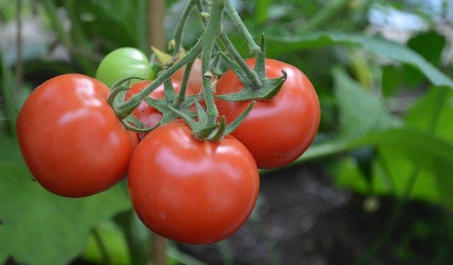 Tomato Prices Surged 158% in August. Ghana’s Answer, a 400,000-Tonne Farming Plan