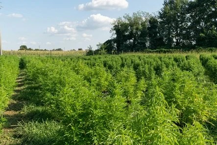 The Best Companion Plants for Cannabis in Your Garden