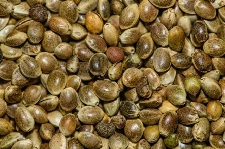 How to Make Your Own Strain: A Beginner’s Guide to Cannabis Breeding