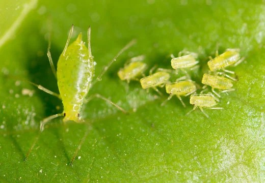 Aphids on a leaf