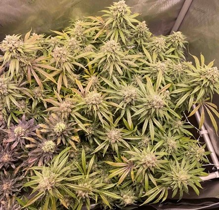 Mimosa Strain Review — From Seed to Harvest to Smoke