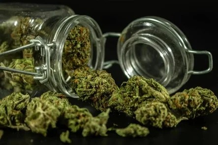 How to Cure Cannabis: Unlocking Flavor, Potency, and Smoothness