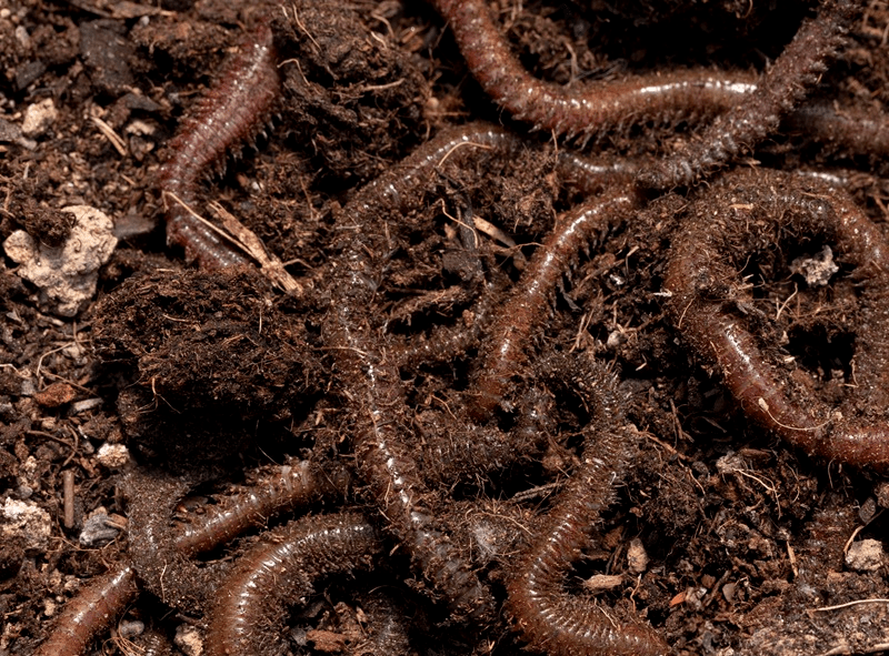 Vermicomposting