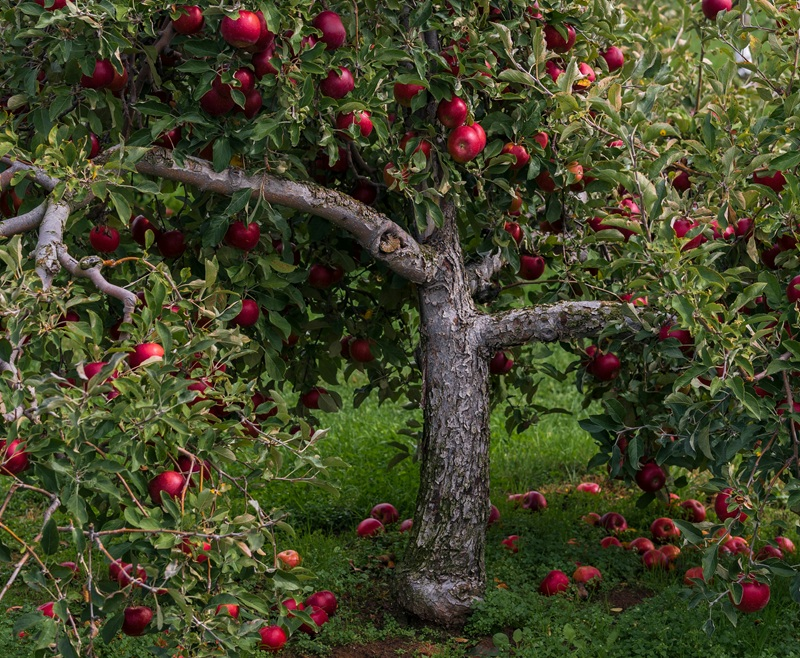 apple tree