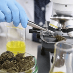 Cannabis in a lab