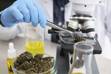 How to Read Cannabis Lab Reports: Understanding CoA and More