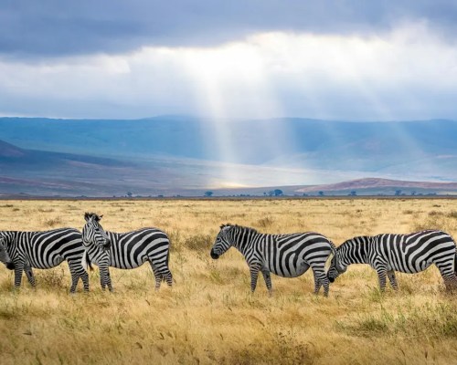 Zebras Nature Retreat A lively group of zebras grazes in a sunlit field, capturing the essence of nature's adventure and wild beauty.