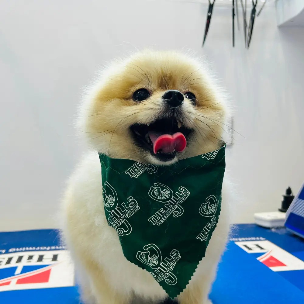 Professional pet grooming in Dubai Hills
