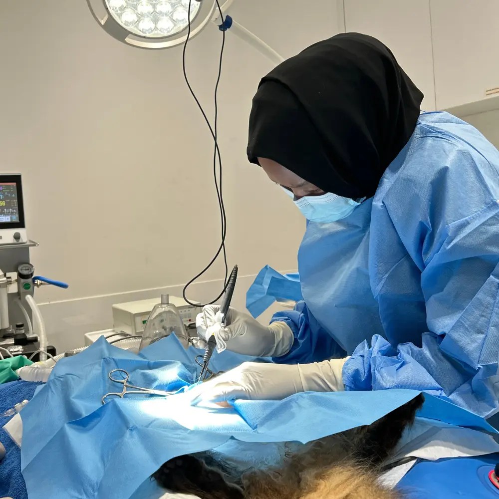 Pet spaying and neutering service