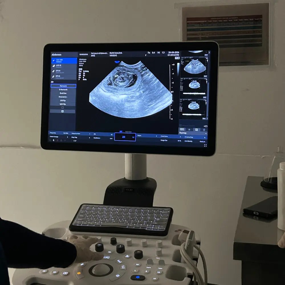 Veterinary ultrasound examination in Dubai Hills