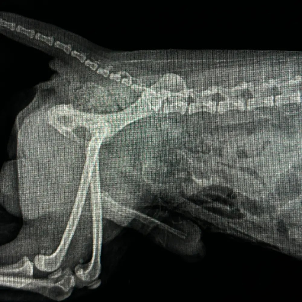 Digital X-ray service for pets at The Hills Veterinary Clinic