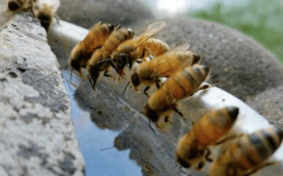 Gentle Honeybees for Our Local Apiaries The Hive Tribe