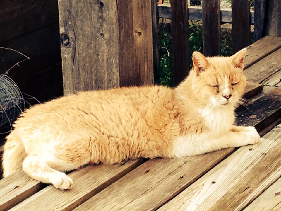 Old Cat