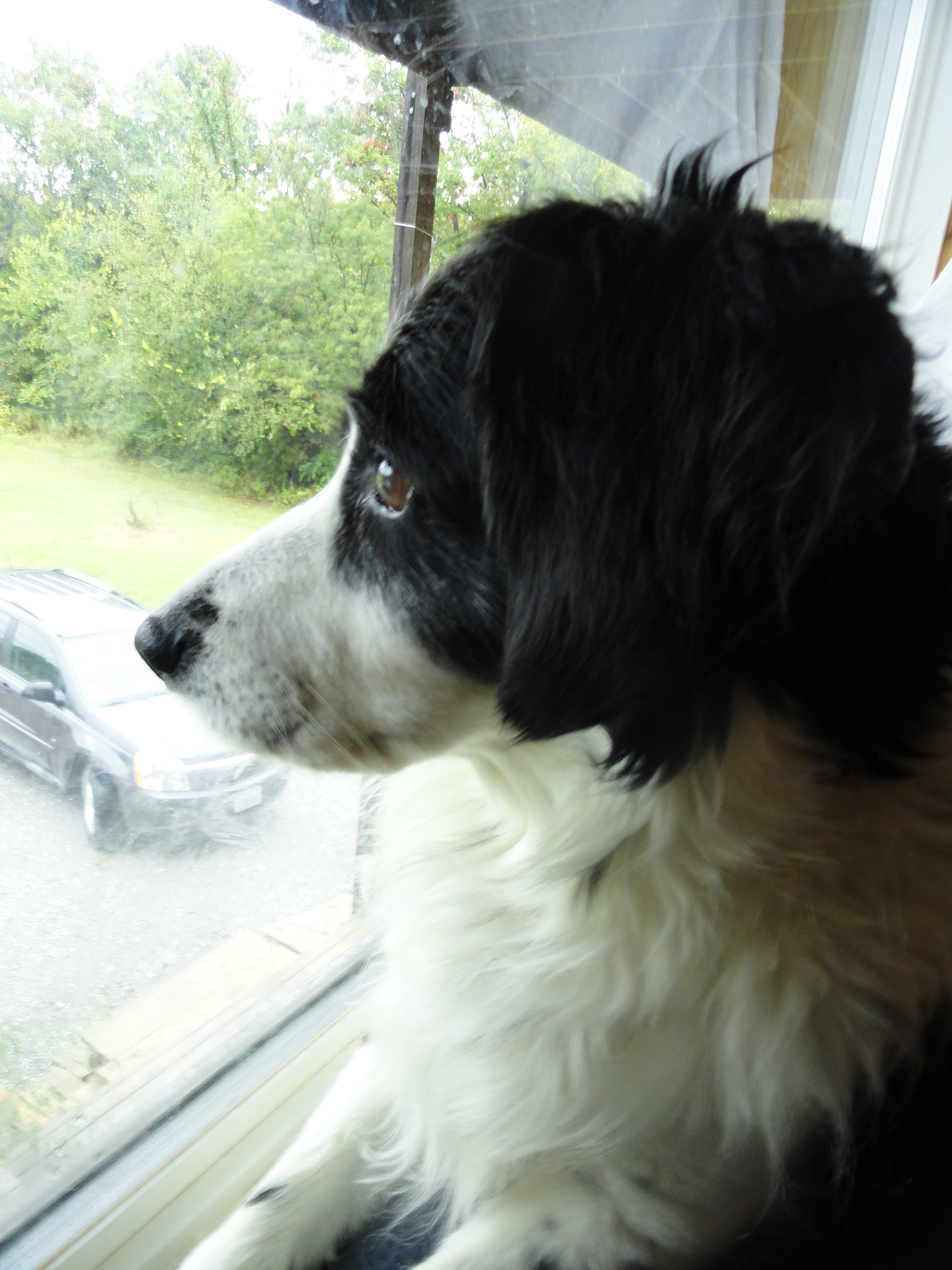 Maverick keeps lookout