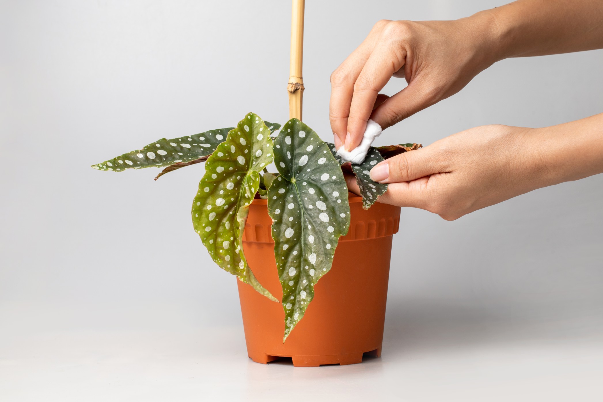 The begonia maculata is relatively easy to propagate through cuttings. Polka Dot Begonia Care How To Grow Begonia Maculata Thehometome
