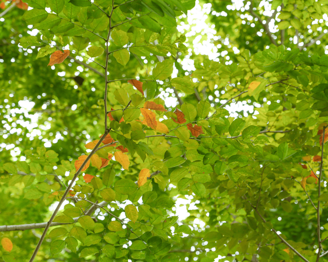Lots of green leaves on tree branches, with a few that are turning brown.