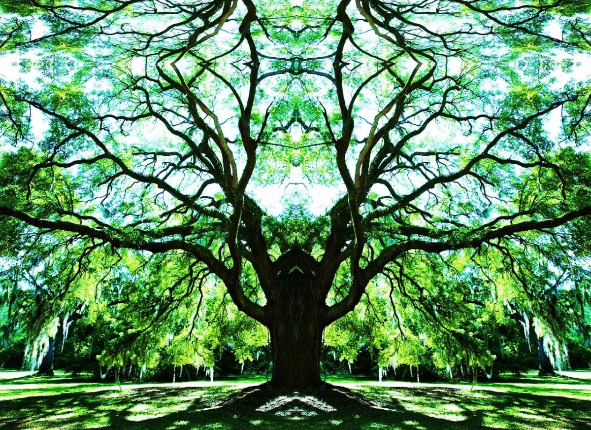 Nature tree