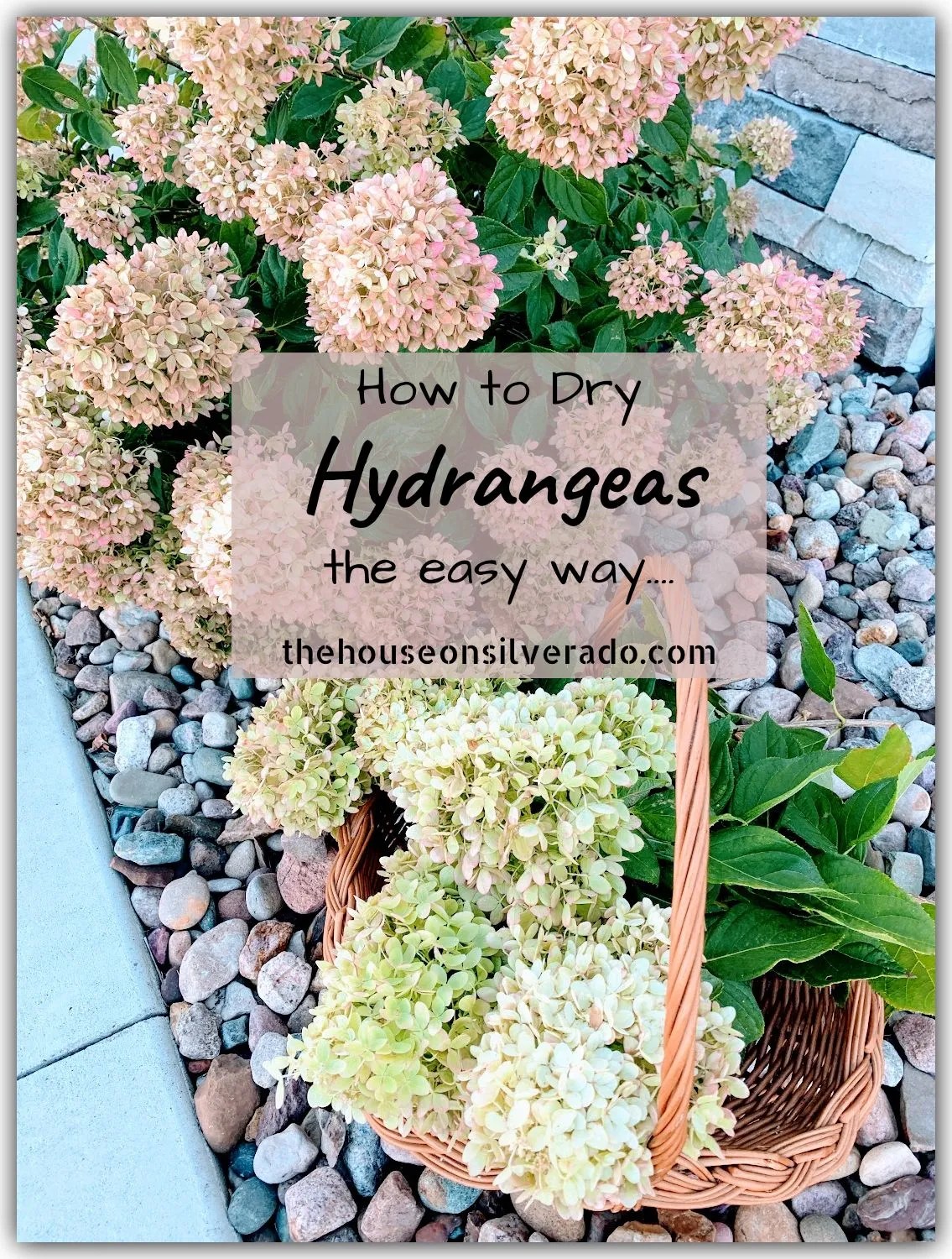 Drying hydrangeas