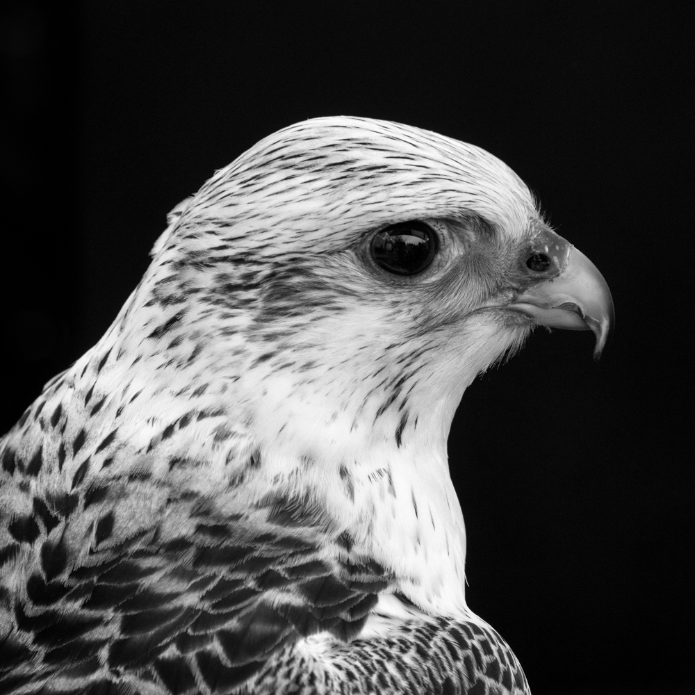 Saker Falcon