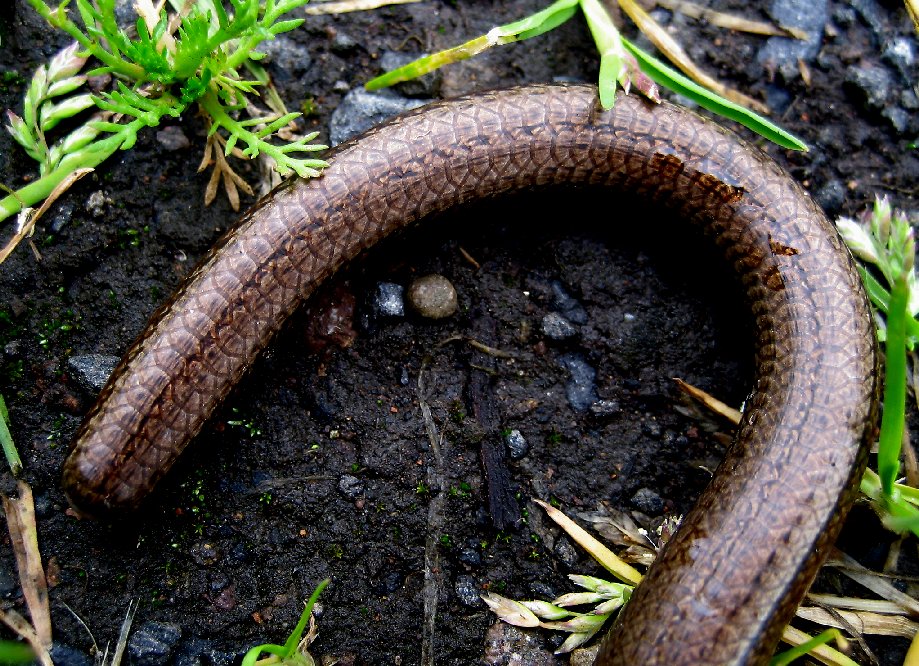 theinfillclicks and theinfill dolls house blog Hogepotche House - slow worm very bronze coloured