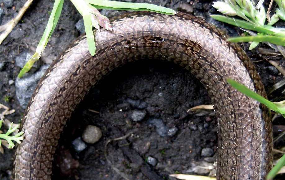 theinfillclicks and theinfill dolls house blog Hogepotche House - slow worm very bronze coloured