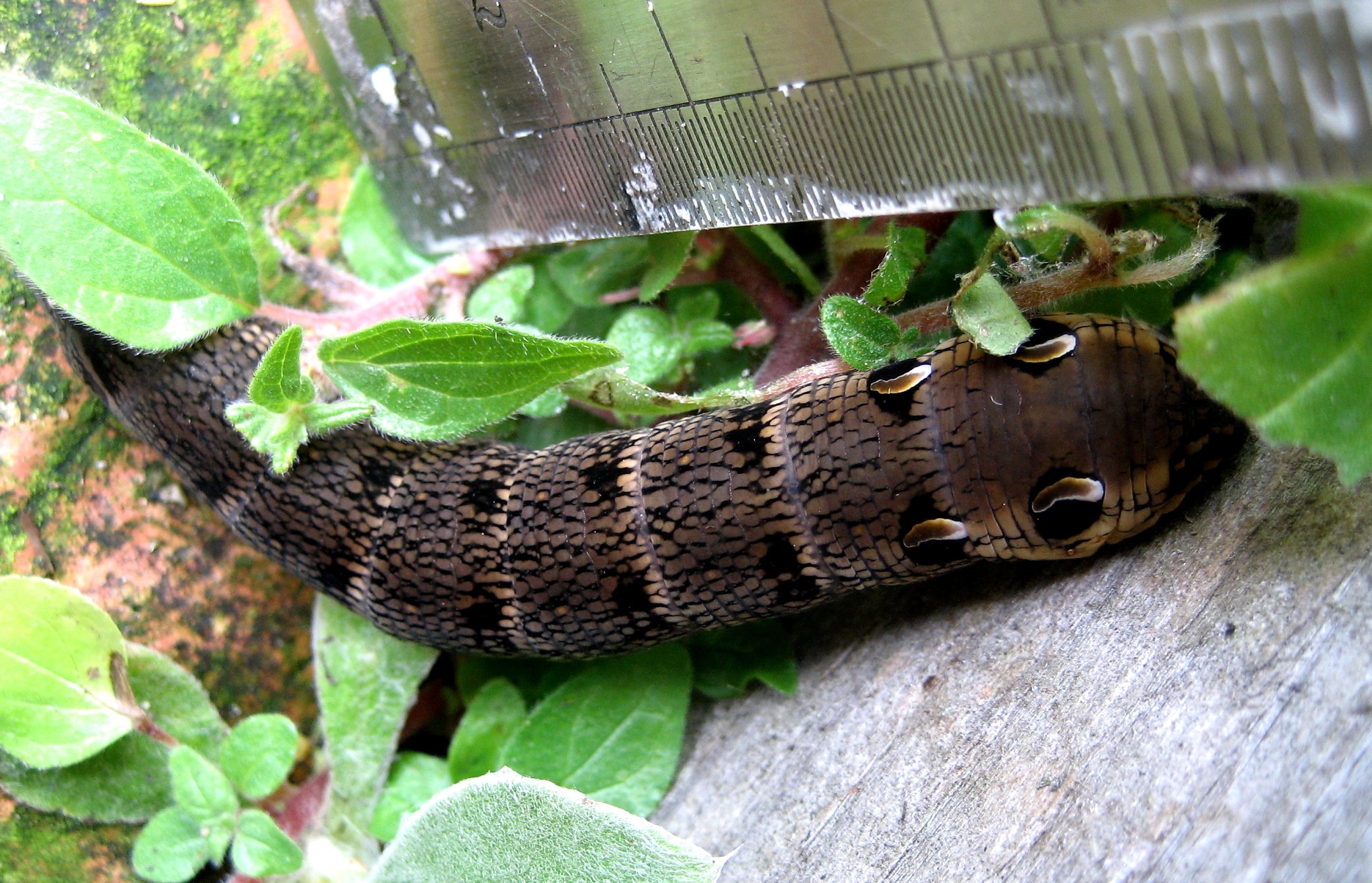 theinfillclicks and theinfill dolls house blog Hogepotche House - Elephant hawk-moth