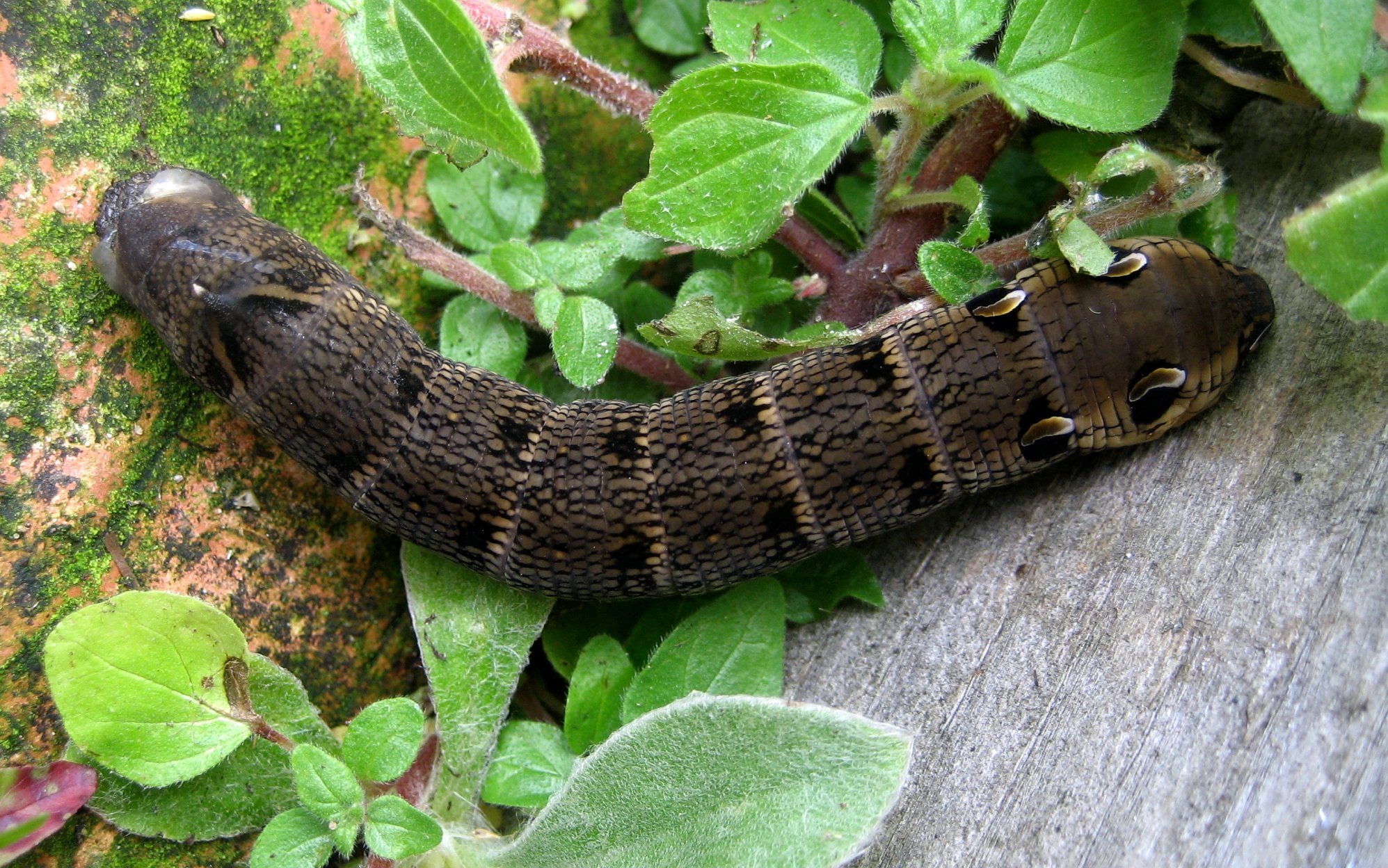 theinfillclicks and theinfill dolls house blog Hogepotche House - Elephant hawk-moth