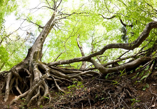 DIY Tips to Kill Tree Roots