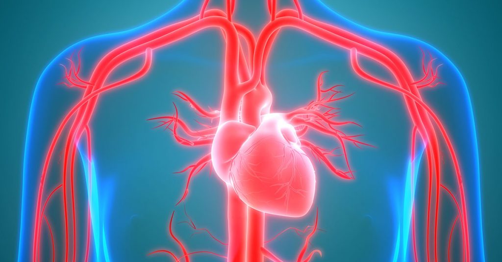 Cardiovascular System