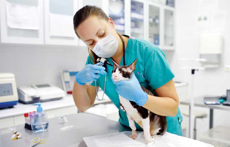 Veterinary Practice