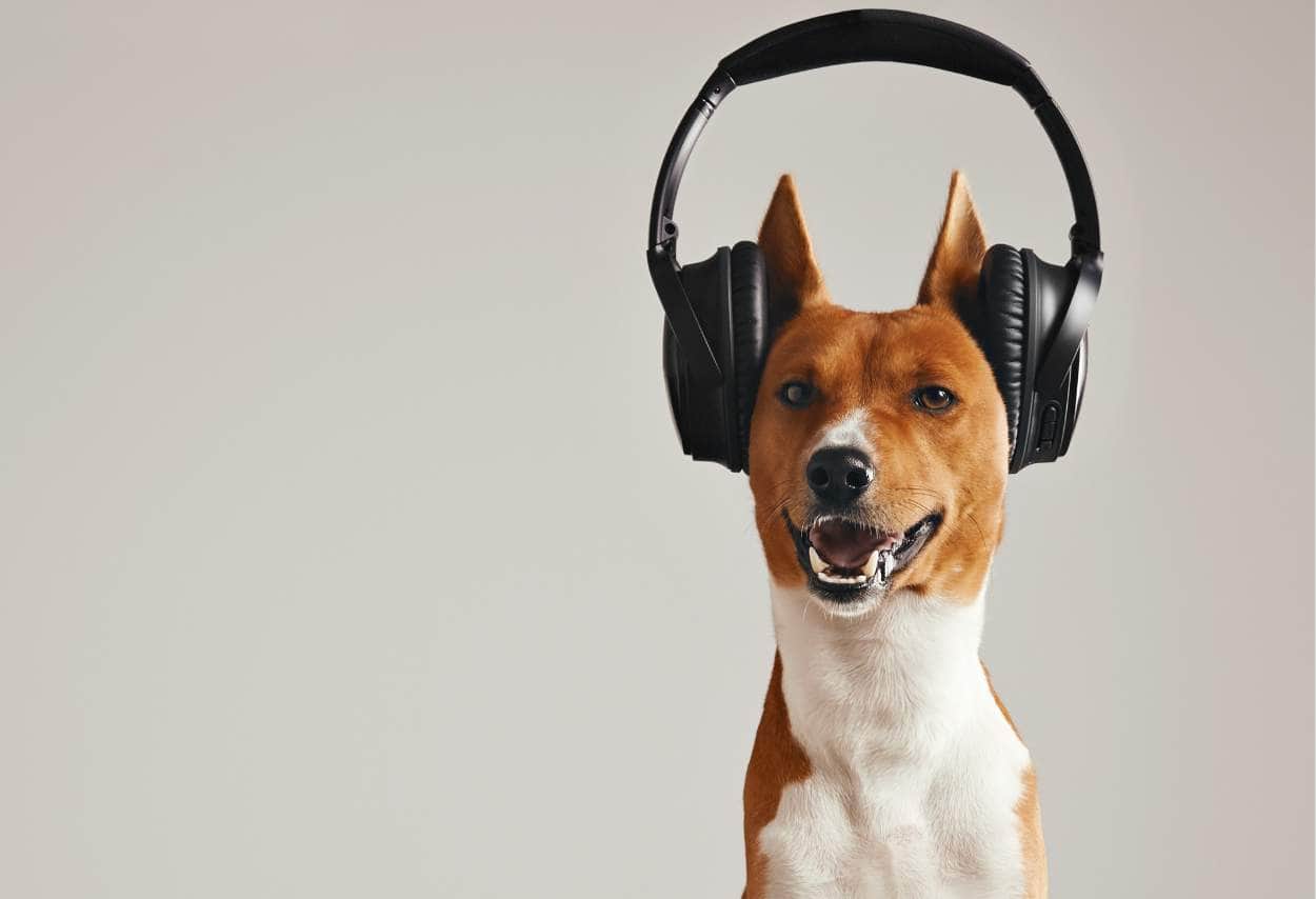Happy Basenji dog wearing large black wireless over ear headphones
