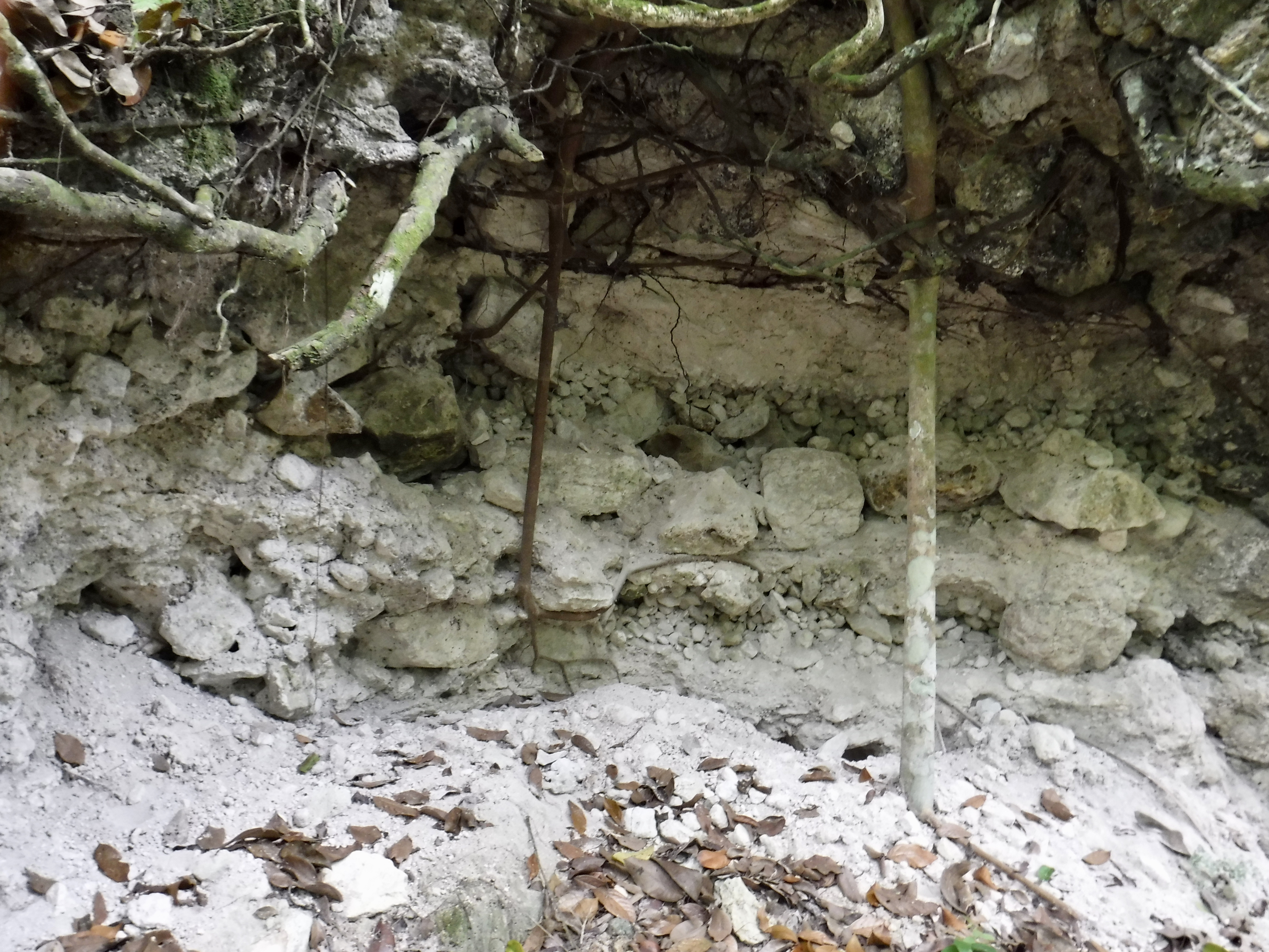 The inside of one of the many looter's trenches at La Milpa.