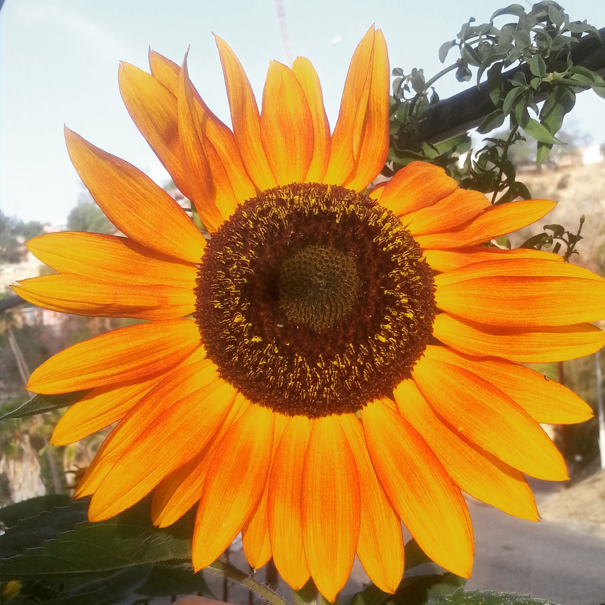 sunflower2