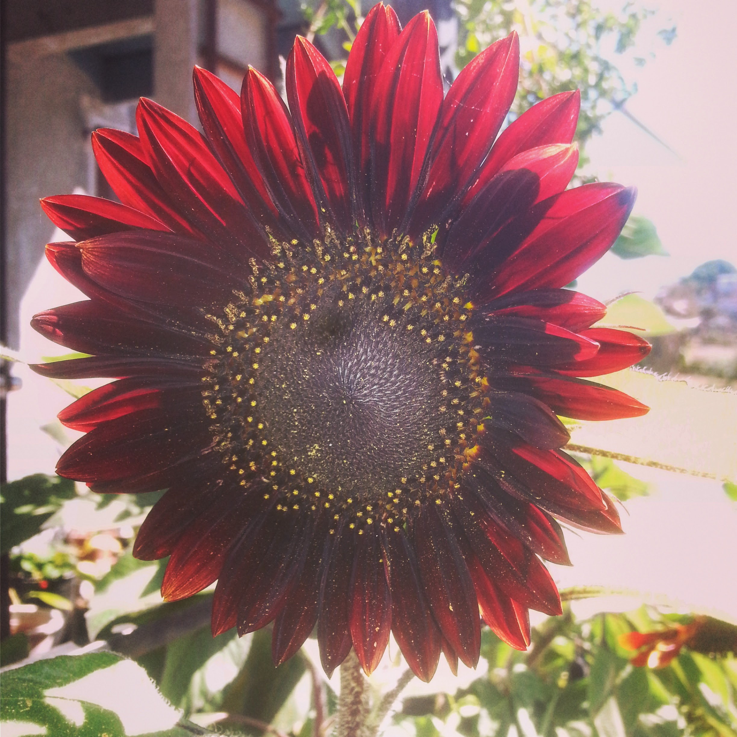 sunflower5