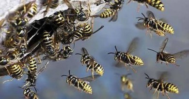 wasp