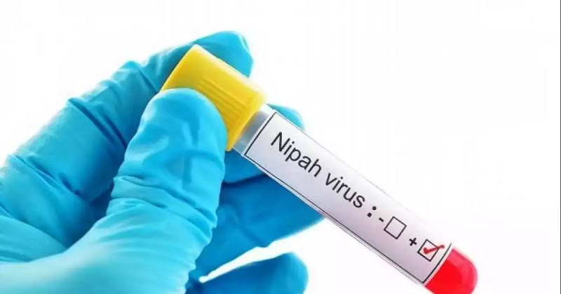 Nipa